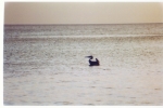 Pelican 1.jpg